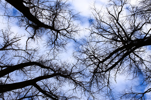 Cielo de invierno en el bosque viejo
 - Foto, Imagen