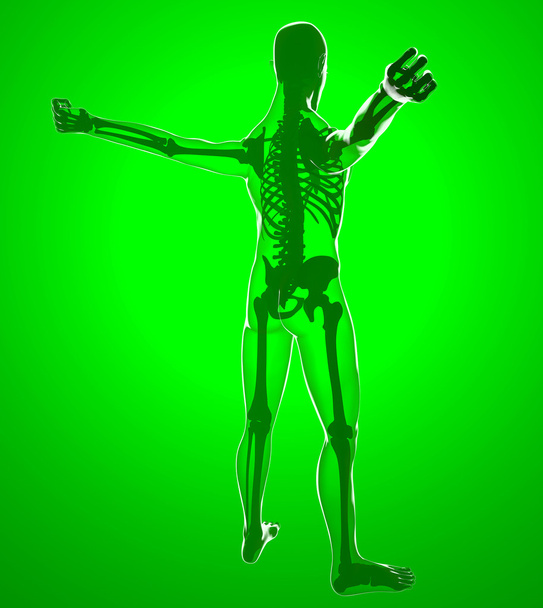 Людське тіло за рентгенівськими променями
 - Фото, зображення