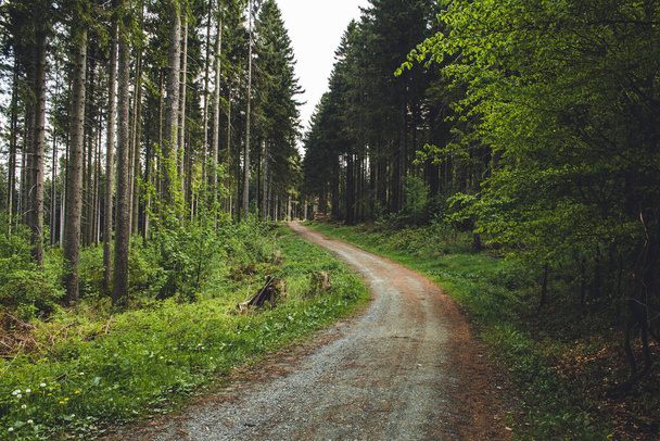 Szlak turystyczny w niemieckim lesie. Malownicza ścieżka piesza w górach Rothaar w stanie Northrhine-Westphalia - Zdjęcie, obraz