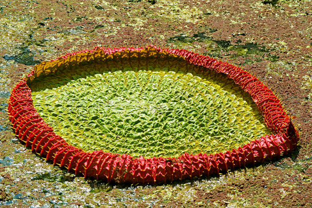 Niesamowita niedojrzała lilia wodna Podkładka Victoria Amazonica w stawie - Zdjęcie, obraz