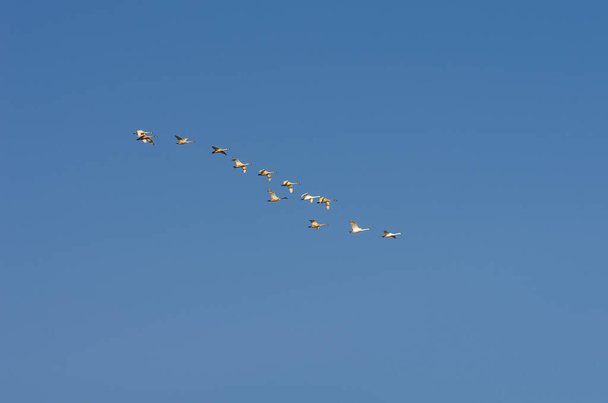 Зграя лебедів в ранковому блакитному небі
. - Фото, зображення