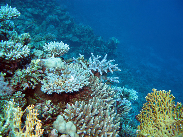 Récif corallien coloré avec coraux durs au fond de la mer tropicale sur fond d'eau bleue
 - Photo, image