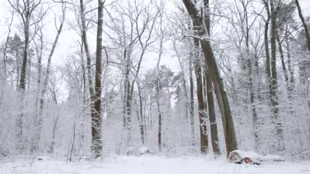 krajobraz zimowy, opady śniegu w śnieżnym lesie bajkowym - Materiał filmowy, wideo