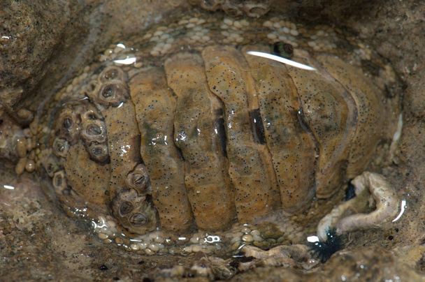 Piel de serpiente quitón Sapharochiton pelliserpentis. - Foto, imagen