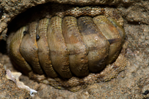 Piel de serpiente quitón Sapharochiton pelliserpentis. - Foto, imagen