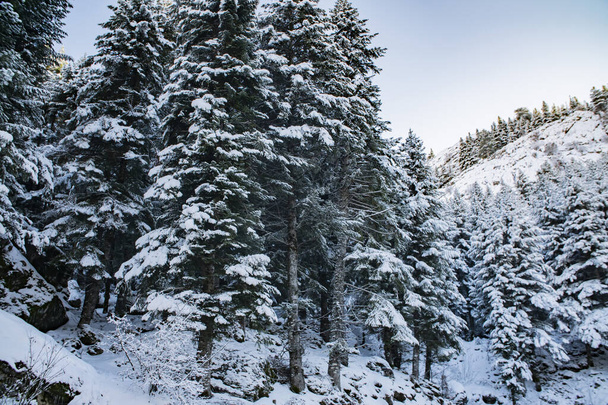 зимний пейзаж, хвойные деревья в снегу - Фото, изображение