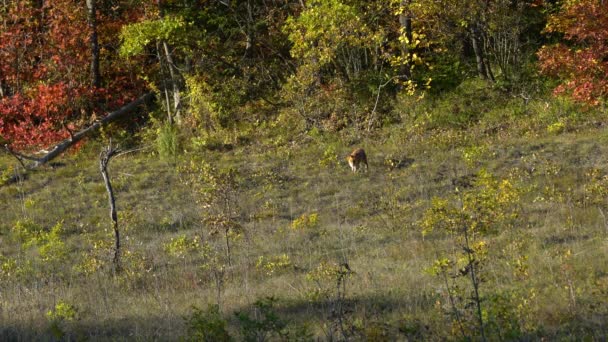Vörös róka természetes környezetben (Vulpes vulpes) - Felvétel, videó