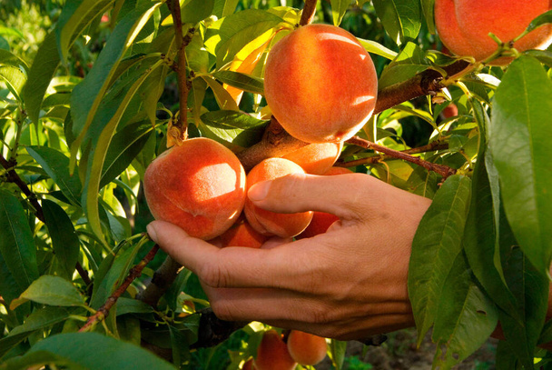 reife Pfirsiche im Garten, Pflanze für frisches Obst - Foto, Bild