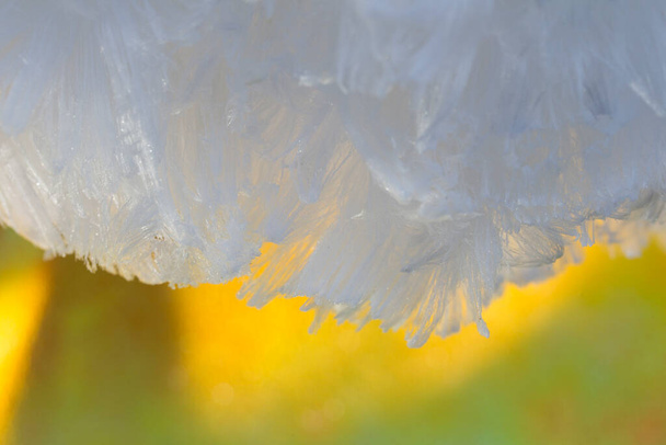 Ice hair in the Dwingelderveld, Hollandia - Fotó, kép