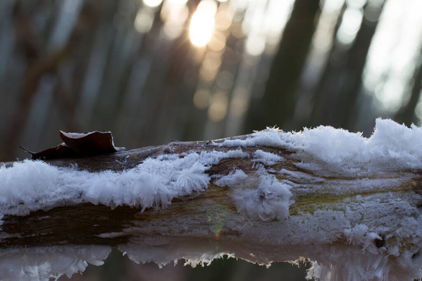 Capelli di ghiaccio nel Dwingelderveld, Paesi Bassi - Foto, immagini
