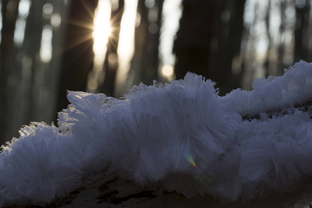 Ledové vlasy v Dwingelderveldu, Nizozemí - Fotografie, Obrázek