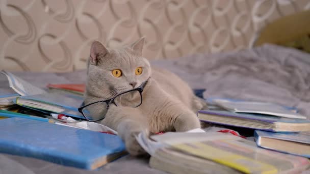 Gato británico gris de raza completa con gafas en libros dispersos en la habitación. 4K - Imágenes, Vídeo