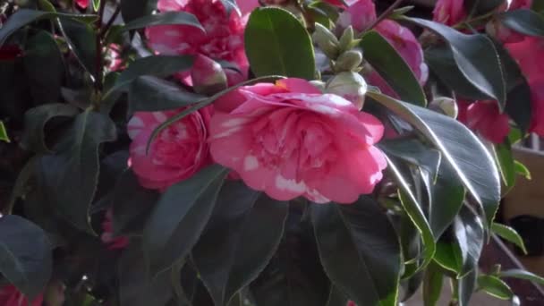 Bela flor de arbusto rosa com folhas suculentas. Close-up. Luz do sol brilhante - Filmagem, Vídeo