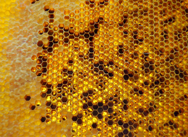 Druppel honing van zeshoekige honingraten gevuld met gouden nectar. Honingraten zomer samenstelling bestaande uit druppel natuurlijke honing, druipen op wax frame bij. Druppel bijenhoning in de honingraat. - Foto, afbeelding