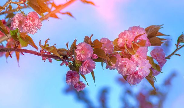 Bloeiende bloeiende takken van sakura kersenbomen in de lente. De bloeiwijzen zitten vol bloemen. Heldere blauwe lucht - Foto, afbeelding