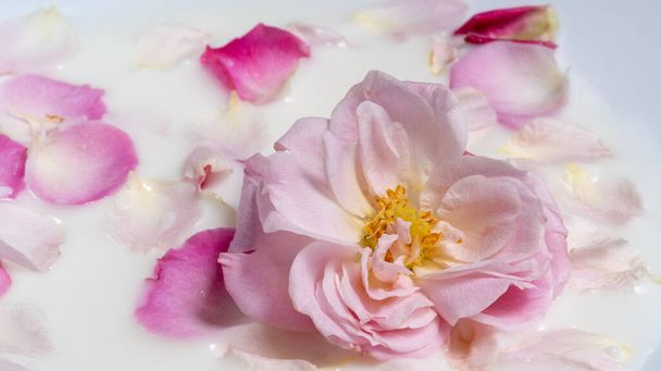 Makro rosa offene Rose und Blütenblätter in Milch. Natürliche Blume Hintergrund - Foto, Bild