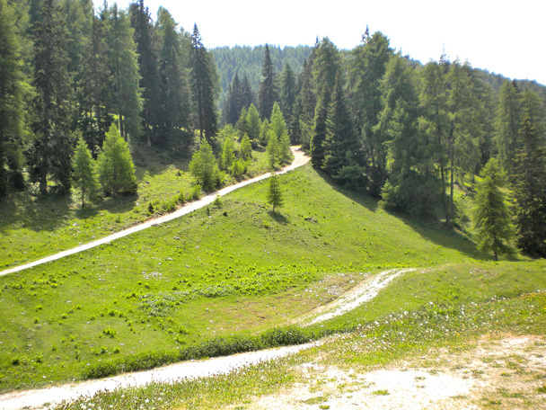 borovice a modřín farma - Fotografie, Obrázek