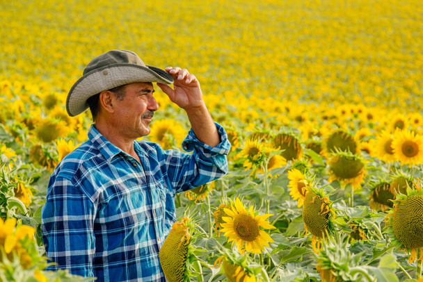 senior farmer standing in sunflower field - Photo, image