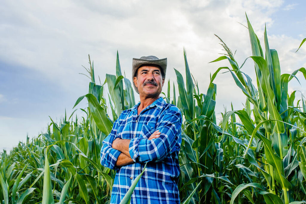 senior farmer standing in cultivated corn crops field - Foto, imagen