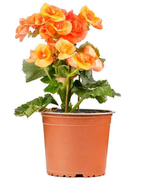 Oranžový Begonia, květiny v hnědém hrnci, Begonia Tuberhybrida na bílém pozadí - Fotografie, Obrázek