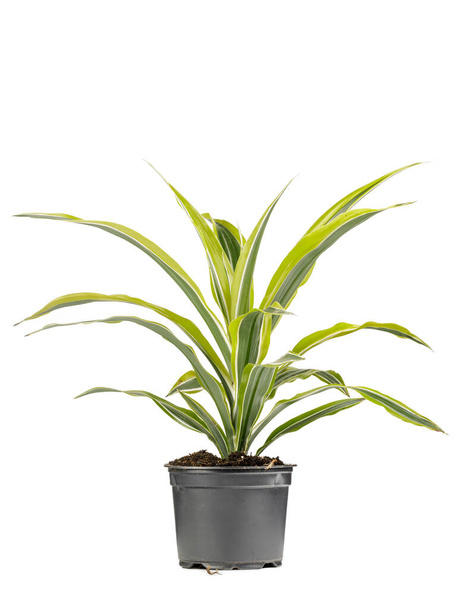 Зеленое декоративное растение с длинными листочками в горшке с серыми цветами - Фото, изображение