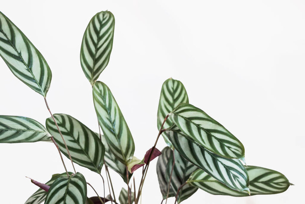 vert Ctenanthe setosa plante avec fond blanc  - Photo, image