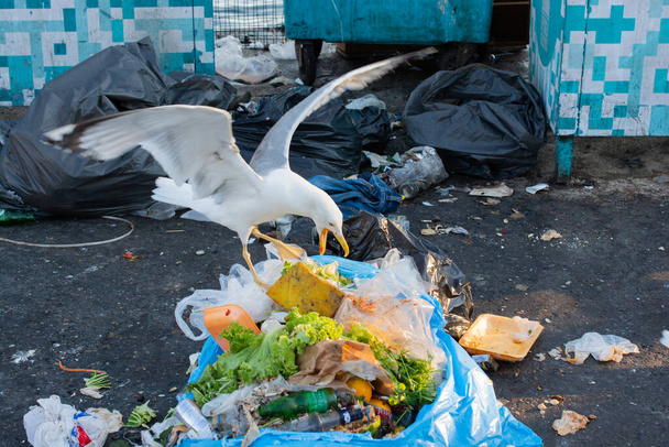 Чайки шукають їжу в смітті
 - Фото, зображення