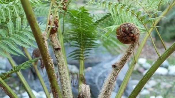 Fern fresh new young green leaves. Exotic tropical amazon jungle rainforest trendy botanical atmosphere. Natural lush foliage vivid greenery, paradise aesthetic. Plant leaf in forest, woods ecosystem - Footage, Video