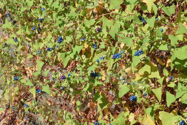 Mile-a-minute weed (Persicaria perfoliata) berries / Polygonaceae annual vine grass - Photo, Image