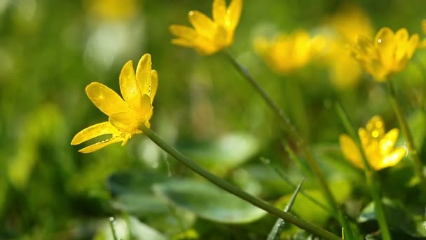 tavaszi sárga virágok - Felvétel, videó
