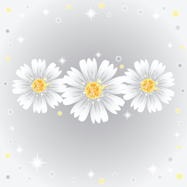 Three daisy flowers on gray background. - Vektori, kuva