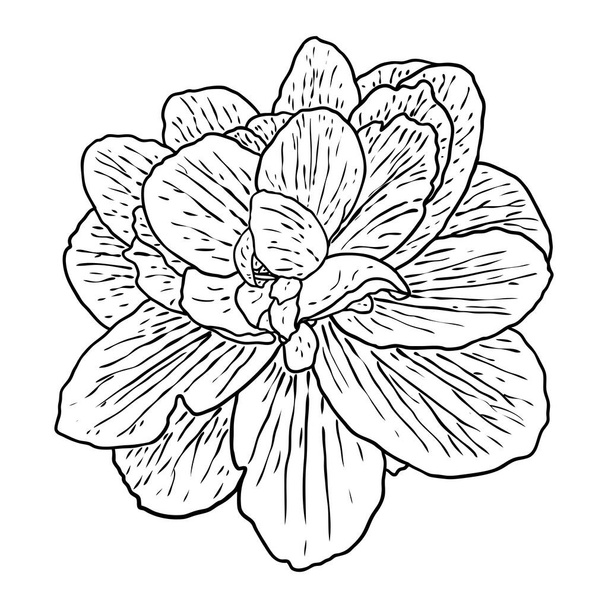 Lotus bud, line art stylized. Lotus flower bloom. Black white, hand drawn isolated water pond lily floral. Body and mind design element. Vector. - Vetor, Imagem