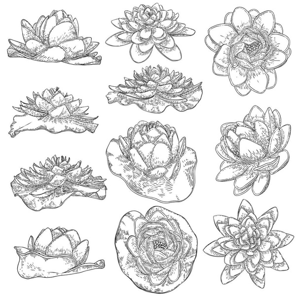 Lotus flowers. Floral botanical water lily flowers set. Isolated blooming pond wildflowers. Collection of lotus flowers for spiritual body and mind designs, spa, meditation, religion, yoga. Vector. - Vektör, Görsel