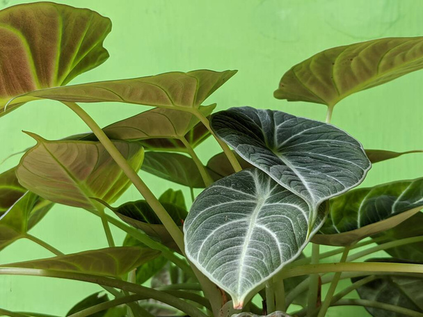 Primo piano di alocasia reginula fiori di velluto nero, piante tropicali asiatiche - Foto, immagini