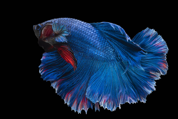 Piękny ruch niebiesko-czerwonej ryby Betta, rytm zbliżenie syjamskich walczących ryb, Betta splendens, Półksiężyc betta Tajlandii izolowane na czarnym tle. - Zdjęcie, obraz