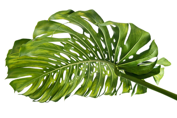 Monstera deliciosa leaf or Swiss cheese plant, isolated on white background, with clipping path - Foto, Bild
