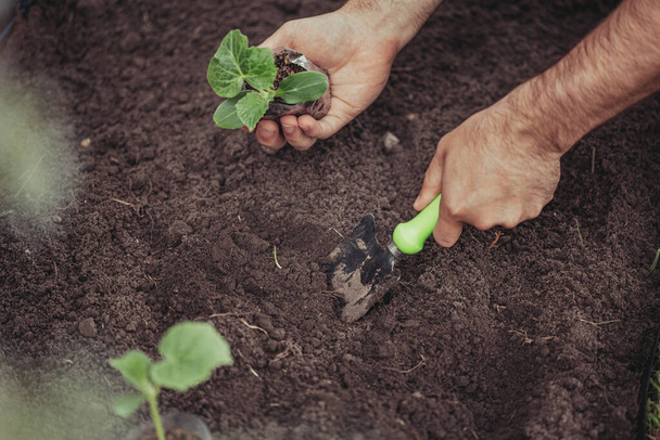 Sağlıklı organik gıda konsepti. Yeşil bir salatalık bitkisinin tohumları. Bahar. Erkek elleri tomurcuğun etrafındaki toprağı tırmıklıyor. Yakın plan - fidan tutan bir insan eli küçük bir bahçe küreği kullanır. - Fotoğraf, Görsel