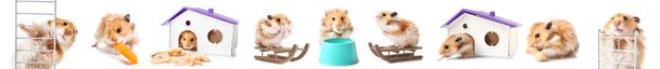 Set of funny hamster on white background - Photo, Image