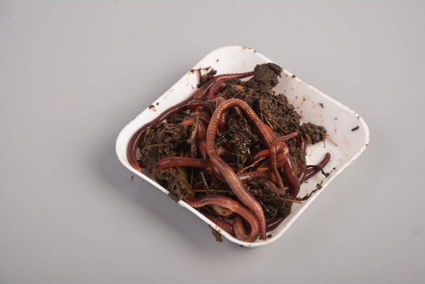 Žížaly (Eisenia foetida) s názvem Tennessee Wiggler for Fishing or Compost.Mother zásoby červů pro zpracování hnoje. - Fotografie, Obrázek