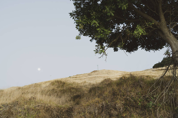 Larga exposición con un poco de viento afectado difuminaciones en efecto vintage del árbol en la ladera cubierta de hierba del Monte Maunganui y la luna - Foto, imagen