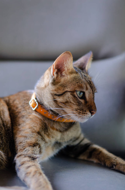 Adorable brown color domestic cat relaxing and looking somewhere on the couch at home. - Photo, Image