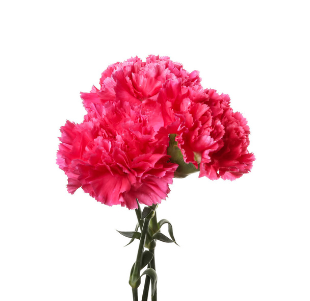 Krásné karafiáty květiny na bílém pozadí - Fotografie, Obrázek