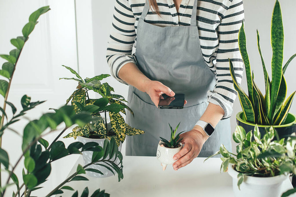 Mujer usando el teléfono para tomar fotos de sus plantas en el interior. Jardinería casera, concepto de vegetación. Estilo de vida. - Foto, imagen