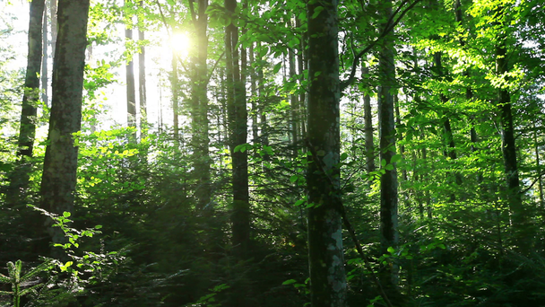 mañana en el bosque - Imágenes, Vídeo
