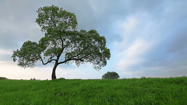 Tree over blue sky - Footage, Video