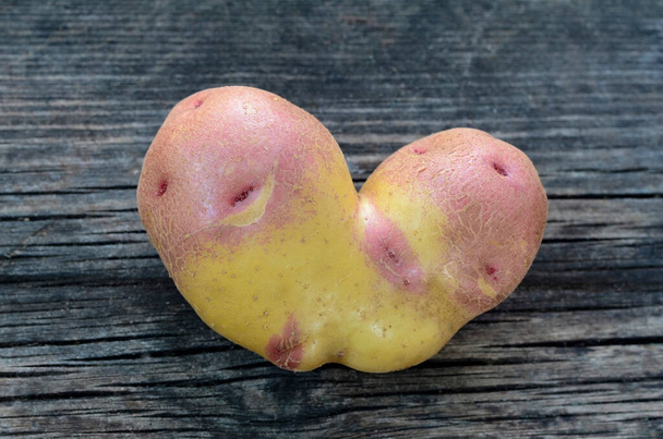 Una patata fea en forma de corazón sobre un fondo gris. Divertido, vegetales anormales o concepto de desperdicio de alimentos. Cosecha. - Foto, imagen