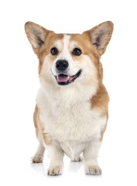 young Pembroke Welsh Corgi in front of white background - Foto, afbeelding