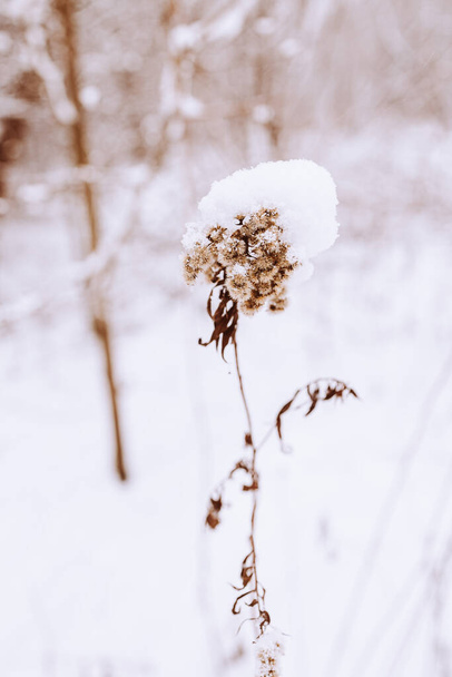beautiful old withered field flower in winter snowy day in the meadow in closeup - Photo, Image