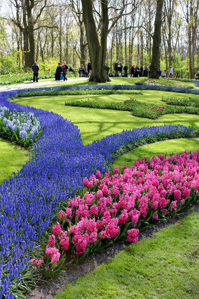 オランダ キューケンホフ庭園のカラフルな花のプロット - 写真・画像