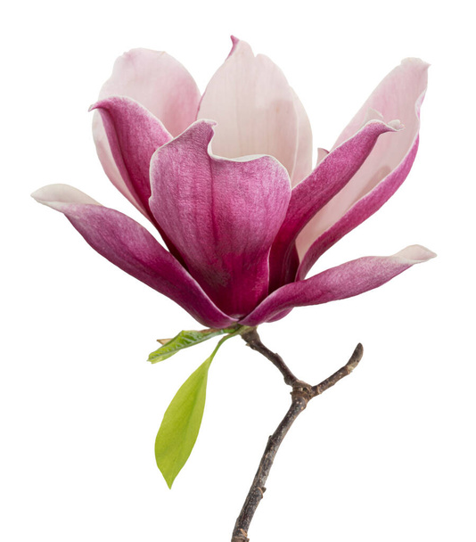 Magnolia liliiflora kwiat na gałęzi z liśćmi, lilia magnolia kwiat izolowany na białym tle, ze ścieżką wycinania - Zdjęcie, obraz